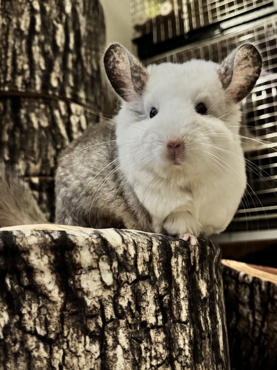 ボンヌ

#チンチラ