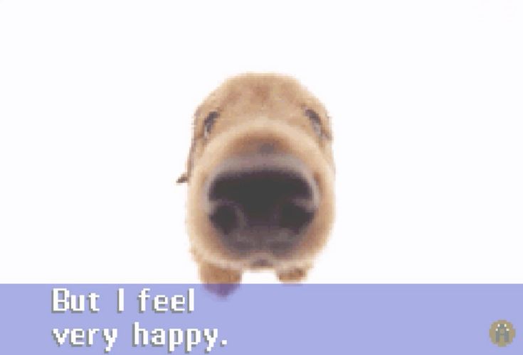 caninepoetry (@caninepoetry_) on Twitter photo 