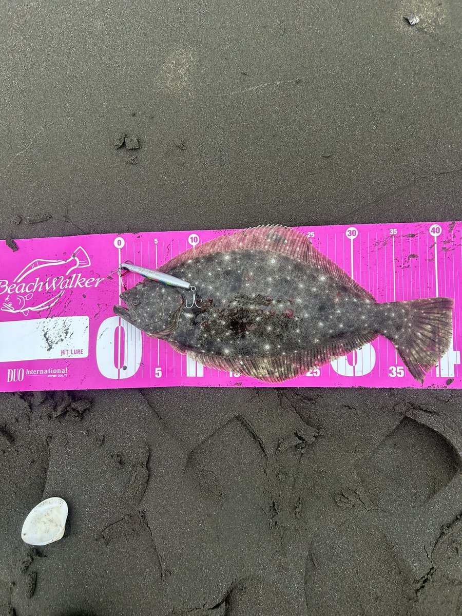 HaruKin1091's tweet photo. モーニング釣行
予報ほど波は無く雰囲気良さげ1レギュラー1ソゲやりました！
ナイス飛びキング・ジョルテーーでした🙋🏻 https://t.co/UmalSEvyXO