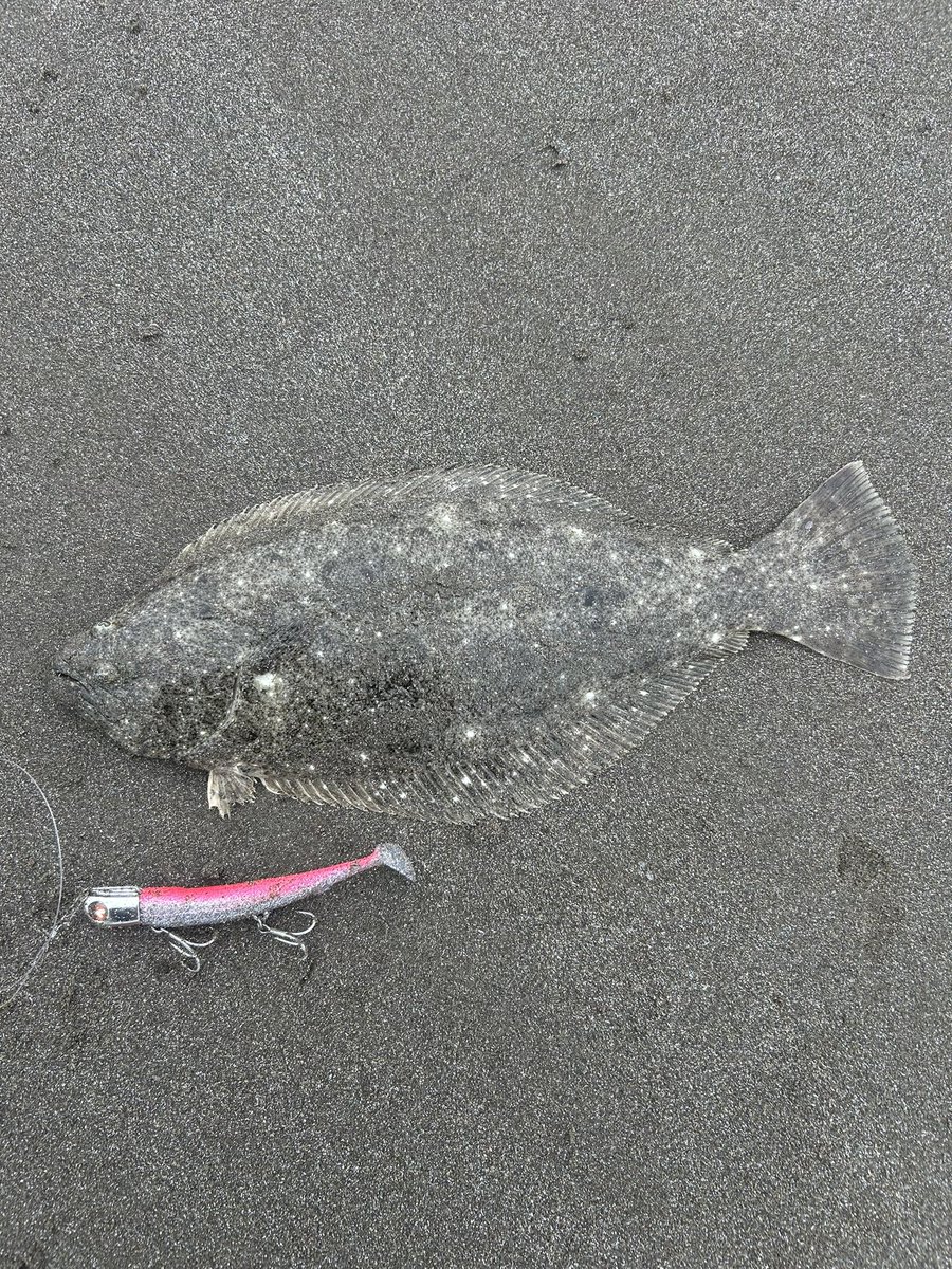 HaruKin1091's tweet photo. モーニング釣行
予報ほど波は無く雰囲気良さげ1レギュラー1ソゲやりました！
ナイス飛びキング・ジョルテーーでした🙋🏻 https://t.co/UmalSEvyXO