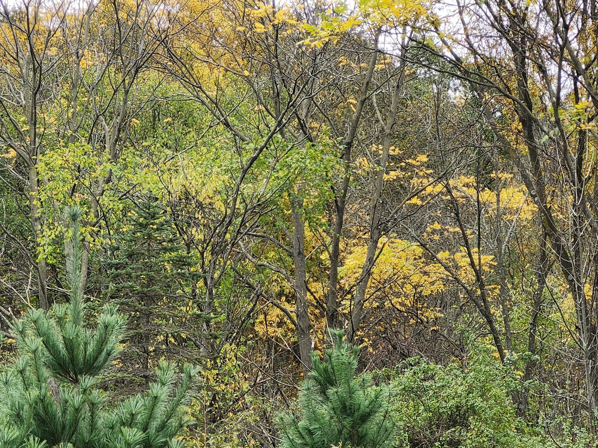 aresonian's tweet image. Fall colors
Autumn arrives in beautiful colors

#NaturePhotography
#autumncolors
#fallphotography