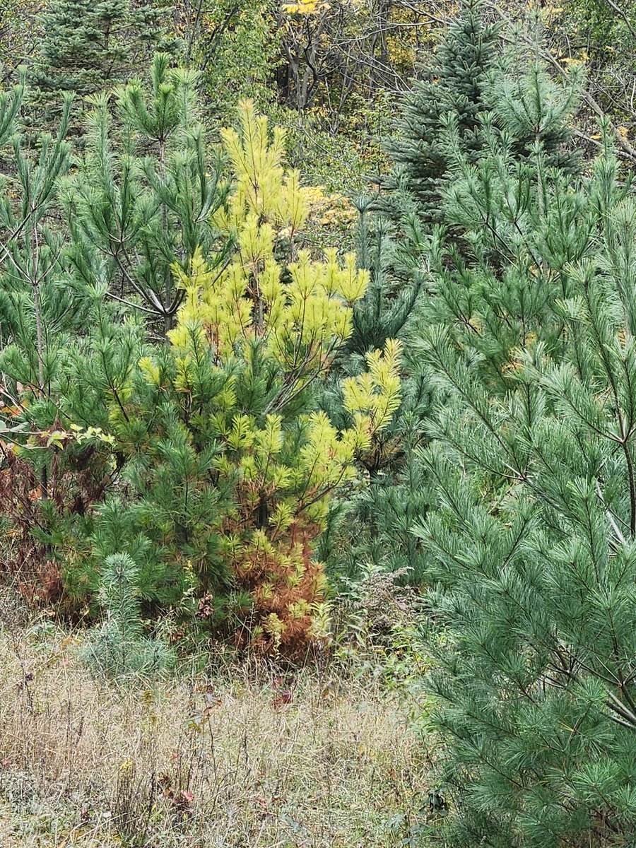 aresonian's tweet image. Fall colors
Autumn arrives in beautiful colors

#NaturePhotography
#autumncolors
#fallphotography