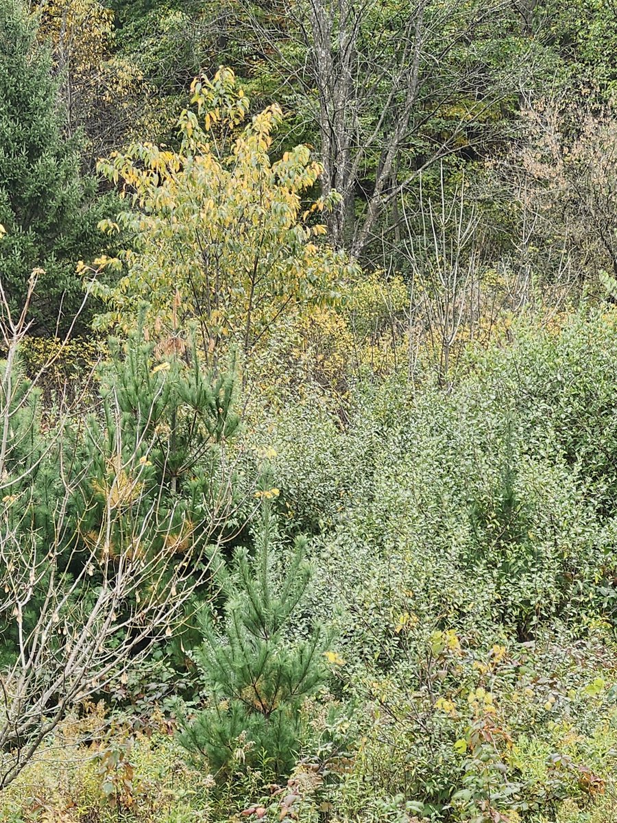 aresonian's tweet image. Fall colors
Autumn arrives in beautiful colors

#NaturePhotography
#autumncolors
#fallphotography