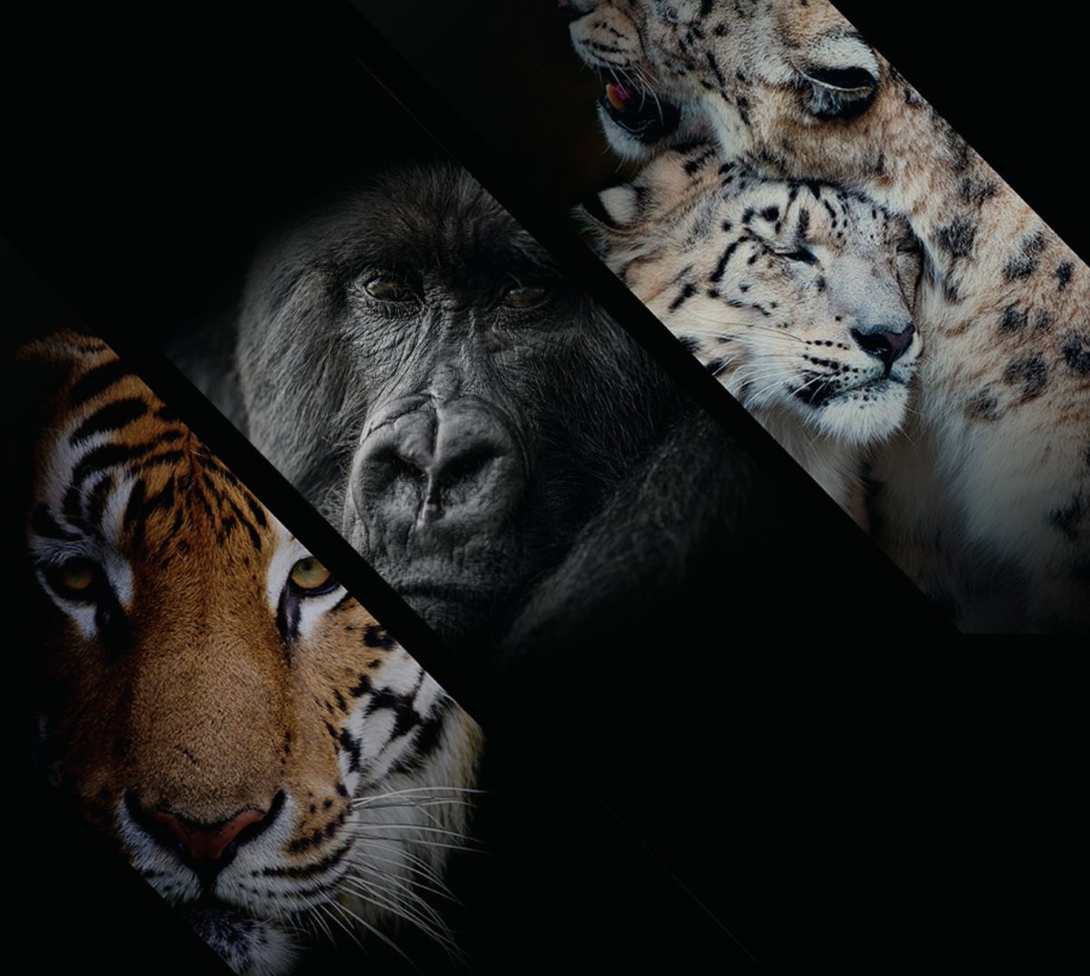The <a href="/UNEP/">UN Environment Programme</a> Vanishing Treasures initiative aims to better understand the impact of climate change on snow leopards, bengal tigers &amp; mountain gorillas to improve protection of these species while supporting local communities who live alongside them

➡️🔗 Vanishingtreasures.org