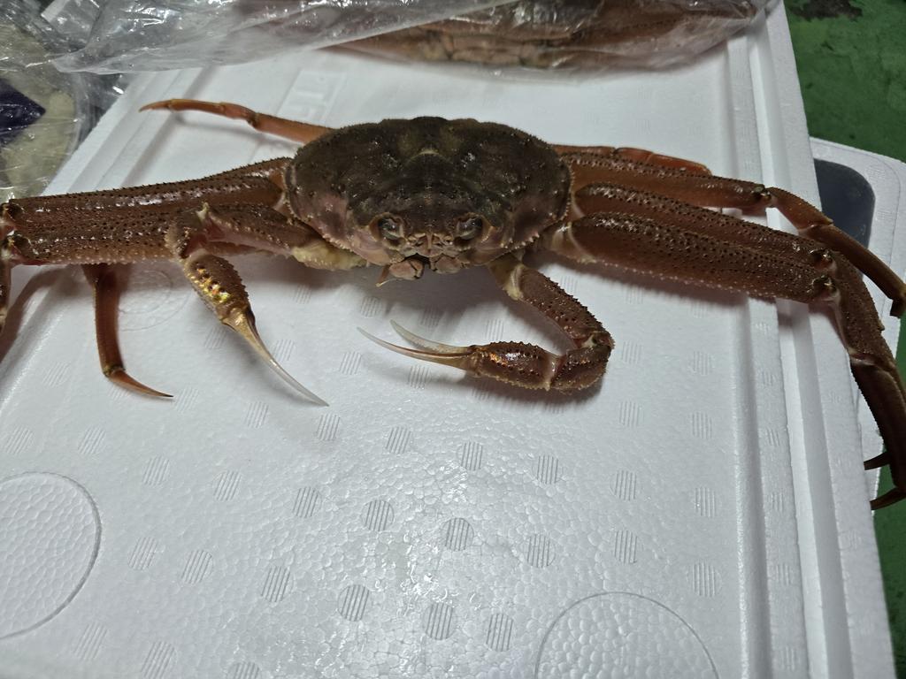 さかな様 Amazon.co.jp: 太洋産業貿易 SK019 さかなクン監修 おさかな