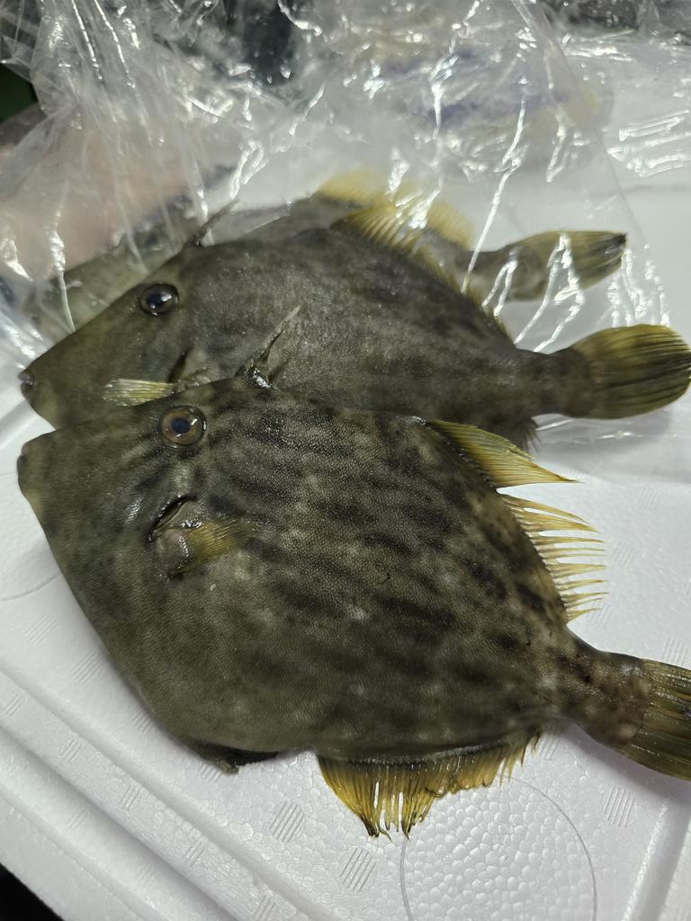 さかな様 Amazon.co.jp: 太洋産業貿易 SK008 さかなクン監修 おさかな