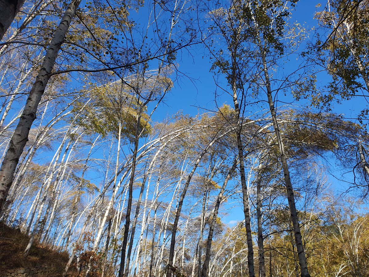 지난주 다녀온 인제 자작나무숲은 몇년만에 가도 힐링되는 곳으로 추천하고 싶은곳~~~