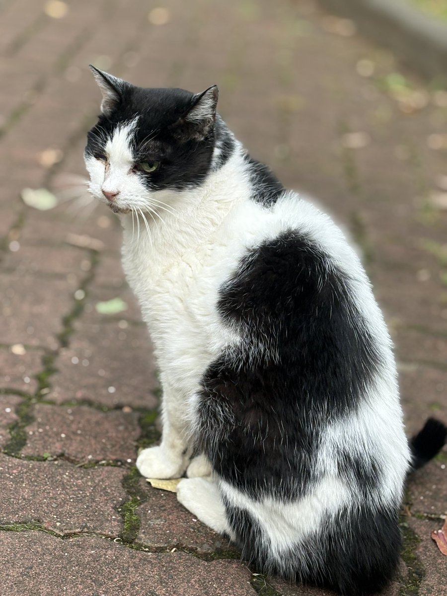 masaちゃん∞【ネコダ食堂】🐱江東区 on X