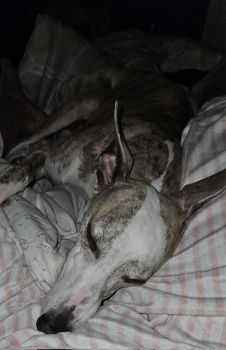 CooperWhippet's tweet image. Nope I do not wish to go wee wees just yet mum 😴😍 have a lovely day pals 😊 🤗💙🐕🐾