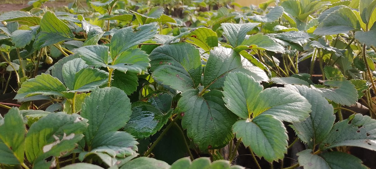 DalilaLtd29918's tweet photo. Dreaming of growing strawberries? Don’t let seedling scarcity stop you! 

DFC’s got planting-ready strawberry seedlings — healthy, fast-growing &amp; perfect for your farm.

📞 Call 0786245625 and let’s grow your success together! 

#GrowWithDFC #FarmersFirst https://t.co/Dv1opqmN87