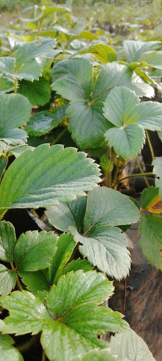 DalilaLtd29918's tweet photo. Dreaming of growing strawberries? Don’t let seedling scarcity stop you! 

DFC’s got planting-ready strawberry seedlings — healthy, fast-growing &amp; perfect for your farm.

📞 Call 0786245625 and let’s grow your success together! 

#GrowWithDFC #FarmersFirst https://t.co/Dv1opqmN87