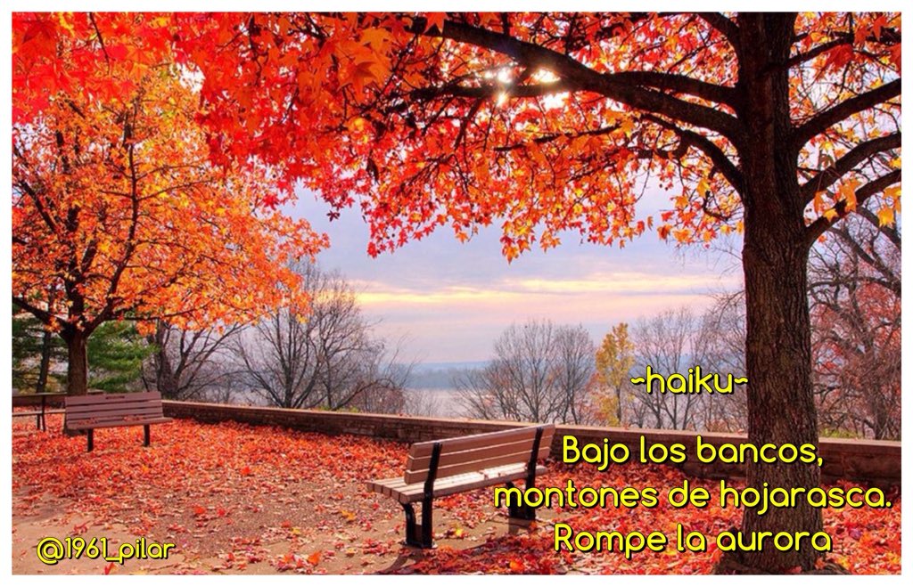 Un nuevo amanecer ¡Buenos días!

Bajo los bancos...

~haiku~

#LYF15  #VAFlorDePiel