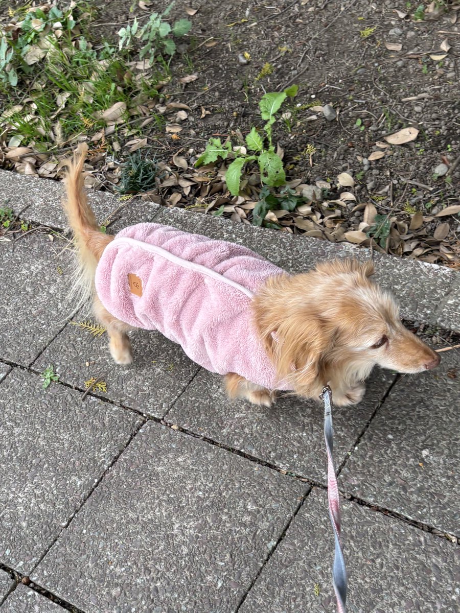 ゆきんこ様 ゆきんこ🌸 on X