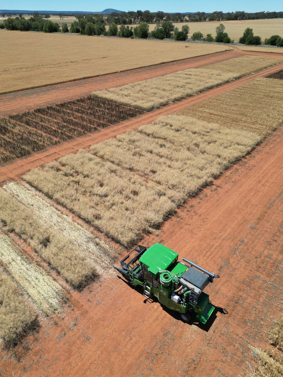 Our CWFS team is underway with our 2025 harvest. Pictured is the Soil CRC trial site evaluating plant diversity for drought resilience. 

#FutureDroughtFund #SoilCRC #SouthernCrossUni #MurdochUni