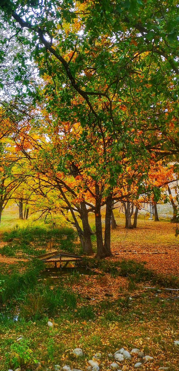 Burada, ağaçların altın renginde yumuşakça yandığı yerde, zaman kanatlarını katlar ve dinlenir.