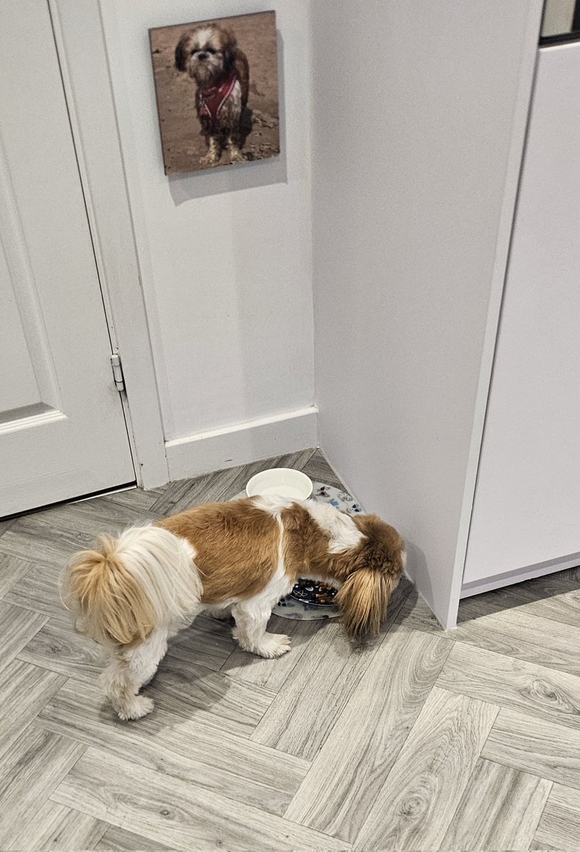 Well here's me at 7.15 am this morning, tucking into my food. I didn't eat or drink after lunch yesterday. The fireworks were awful. Even though we went out in the car we didn't avoid them. Hudad was so worried that I was so still in the middle of the night, he got up to check I