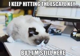 meow2you's tweet photo. Why is there an 'escape' key on keyboards? When you press it, you're still there. Stress worsens the more you press. 🤔😼😹
#NationalStressAwarenessDay

@ThePhilosopurr @GeneralCattis @HarryCatPurrs @LuminousNumino1 @TERRYW_UK @PeterRABBIT67 @briano29 @eliznoelle @EringoB02429272 https://t.co/ACfYxYXC1S
