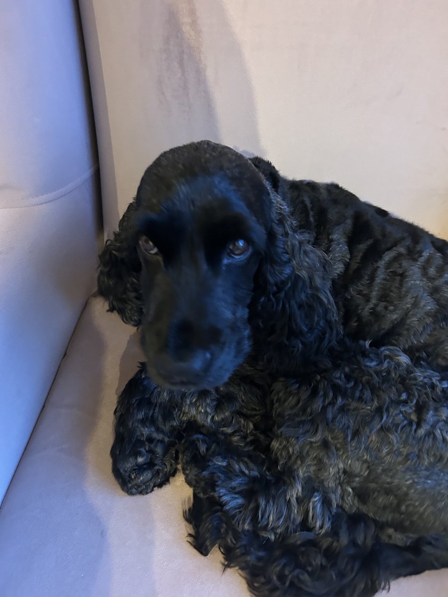 Pals any fur free shortly to help me check mum’s pawkets and bags before she goes to work with Diego again? 

Can’t take any chance she might sneak out some of MY noms for him.