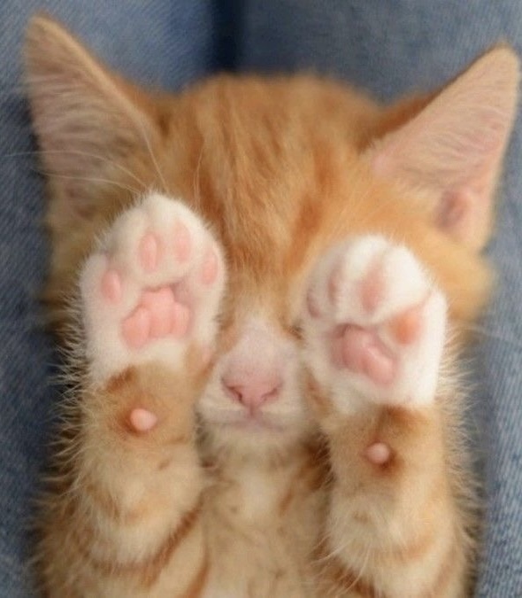 lee felix 🥤 tweet media