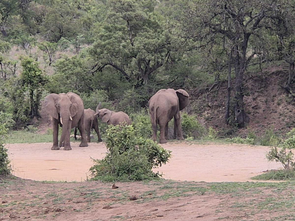 LatestKruger's tweet image. 8:40am
Herd of Elephant 
Matjulu Dam, off S110 sand, N of Berg En Dal
4/5
Tinged by CornedeBeer4665