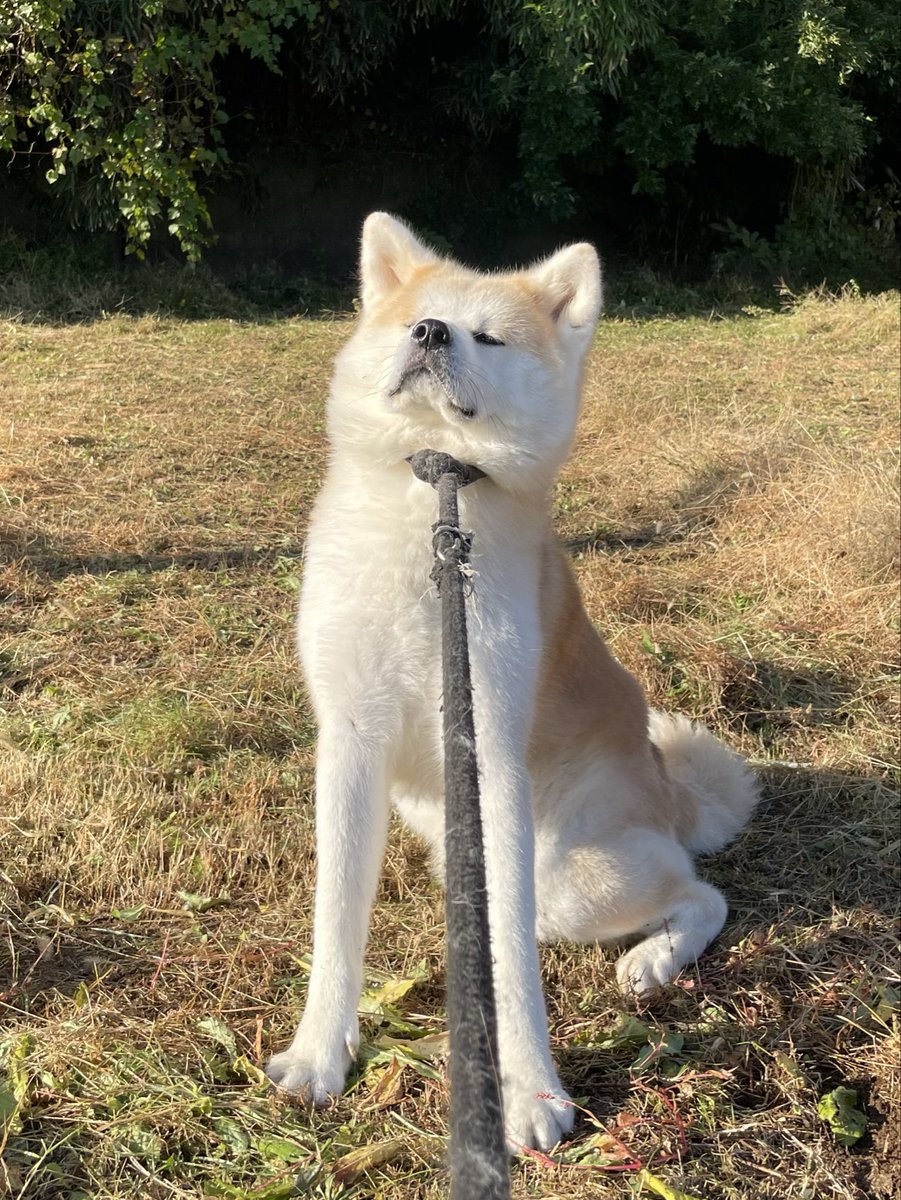 いし犬 秋田犬 五元(イモト) on X