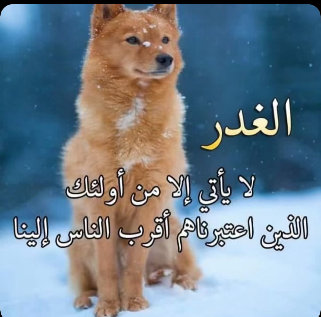 MusaadAloqab's tweet image. واقع حسبي الله ونعم الوكيل فيهم في المزور وشاهد الزور ارني يارب فيهم عجائب قدرتك