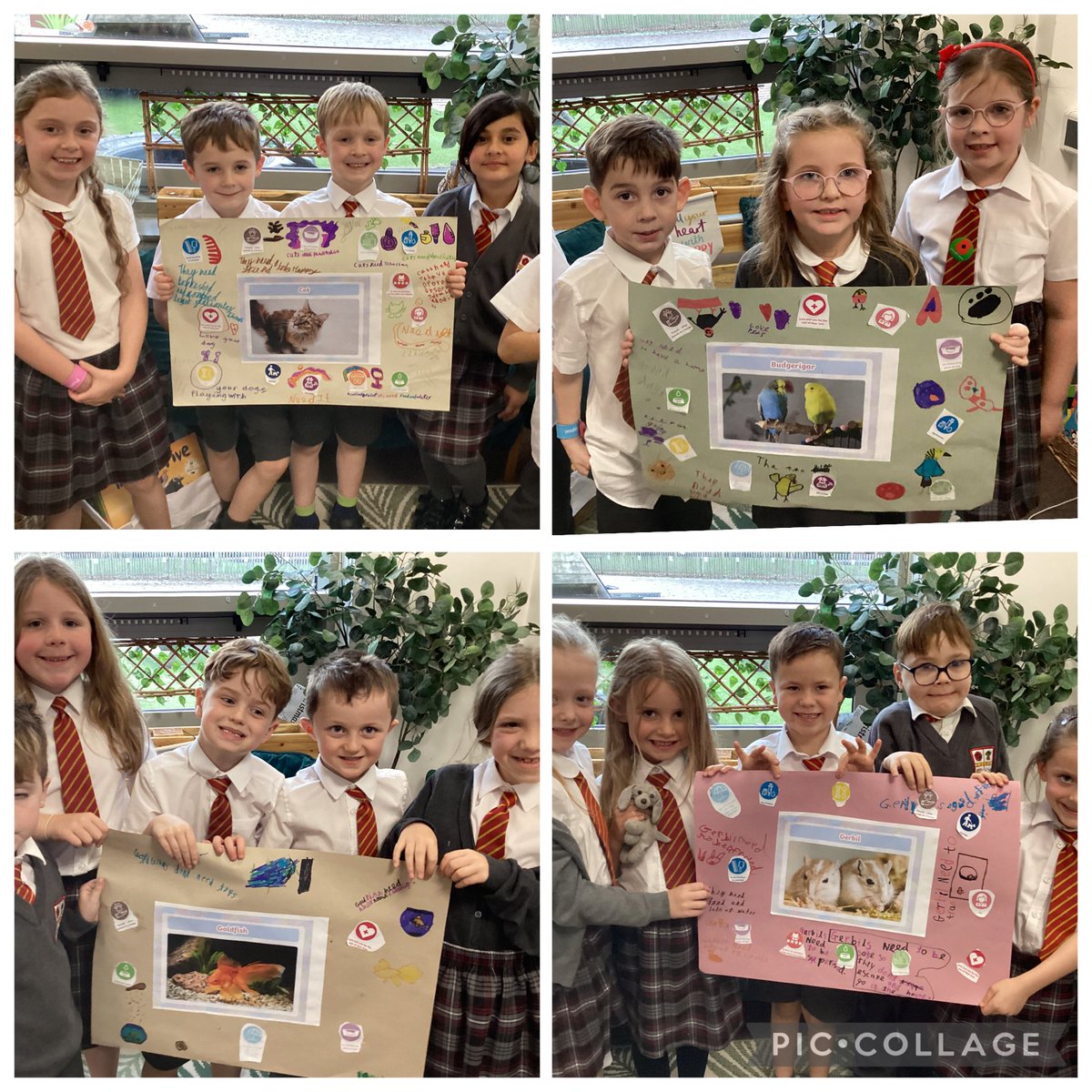 MapleTree_GSP's tweet image. In science we were learning how to look after different pets and made poster in groups to show each pets’ needs. We also heard from the RSPSA about how to keep pets safe on Bonfire night. #greatsankeyscience