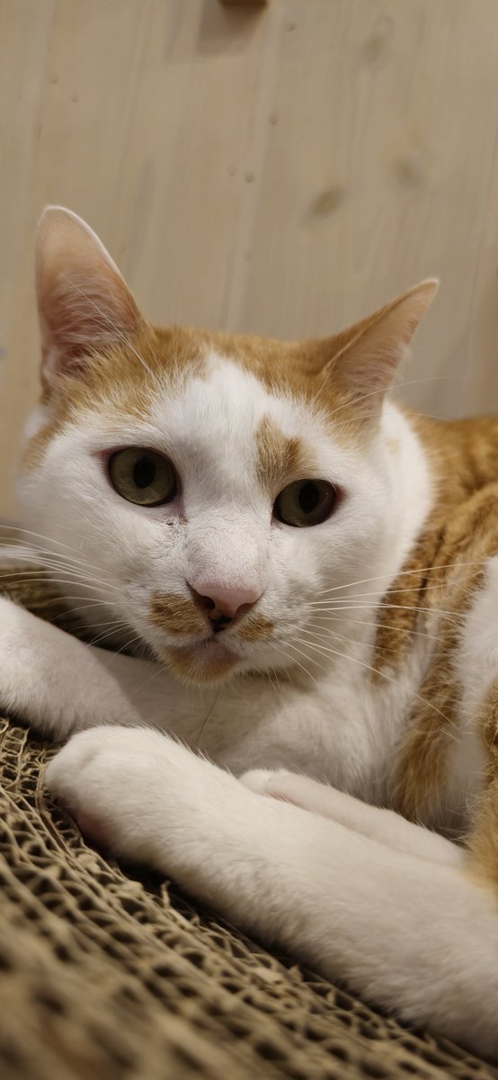 にゃプチーノ 就労継続支援B型 保護猫カフェ にゃんプチーノ (@nyan_puccino