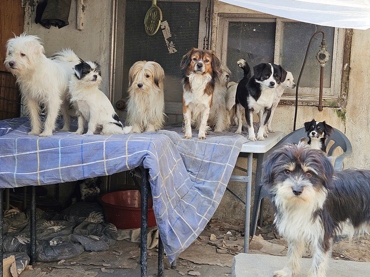 최근 서울에서 약 200마리의 방치 동물이 발견되었다고 해요. 서울시에서 이 아이들을 구조하고 중성화 수술 후 회복 기간 2주 동안 임시보호가 가능한 봉사자를 모집한다고 하네요. 대부분 5~8kg의 소 · 중형견이라고 합니다. 도움 주실 수 있는 분들 참여 부탁드려요 ! 

naver.me/GtJGZXZj