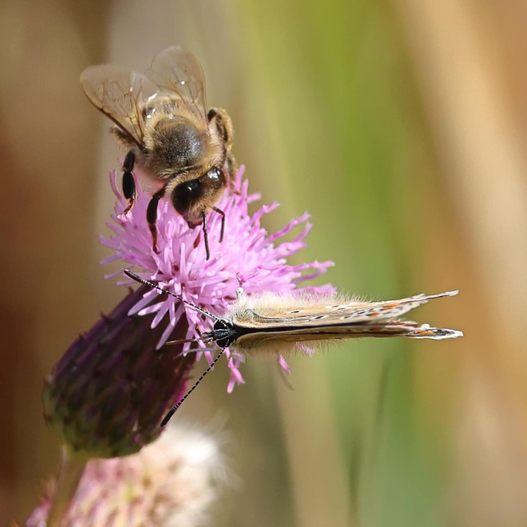 Lend a helping hand at our next Community Volunteering Task! 📣

Join us this Saturday 8 Nov at Millfield from 10am to 12:30pm to help us nurture and prepare the nectar garden for pollinators 🐝

Find out more: ow.ly/OX8X50XmirA