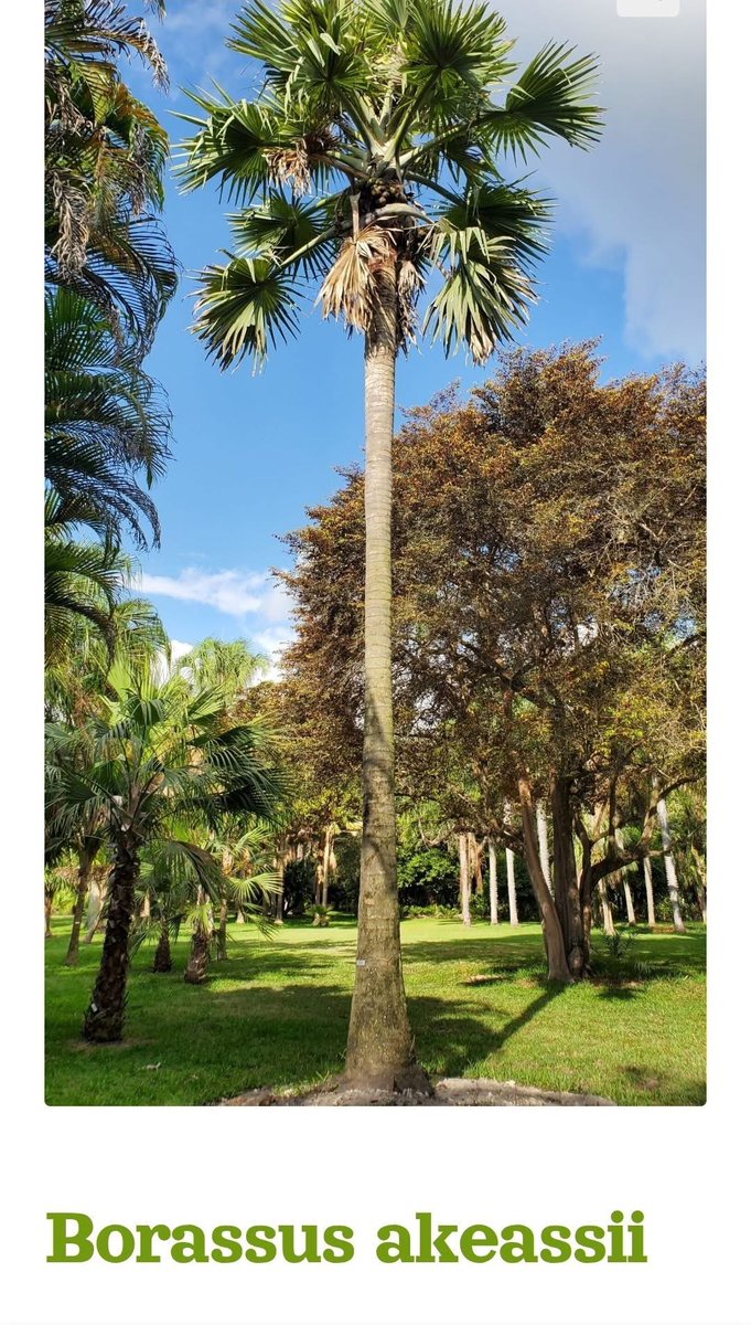 Prom_Ivoire's tweet photo. VOICI L'IVOIRIEN LE PLUS CITÉ DE L'HISTOIRE DANS LES ENCYCLOPÉDIES 
Plus cités que Félix Houphouët Boigny, inutile de préciser que Laurent Gbagbo, Henri Konan Bédié et Alassane Ouattara, Tidjane Thiam sont relégués loin derrière lui. Idem pour les Drogba, Asalfo et autres célébrités du sport, des beaux-arts, de la littérature ou de la musique. Dans toutes les encyclopédies du monde, et dans toutes les langues dans lesquelles elles sont écrites, on retrouve son nom. Non seulement son nom y est présent, mais en plus les références auxquelles elles sont jointes sont multiples. Ça signifie que le nom de cet ivoirien est associé à une multitude de références encyclopédiques universelles. 
Le milliardaire américain Jack Dangermond, diplômé de Harvard l'a aîdé, via sa solution informatique, à réaliser un travail qui s'étend sur des milliers de localités en Côte d’Ivoire et qui, d'utilité planétaire, est consultable en ligne de par le monde entier. Il a écrit plus de soixante-quinze publications et ouvrages, ainsi que des centaines d'études. Docteur honoris causa en Italie, Chevalier de l’ordre international des Palmes académiques du CAMES. Sur cette image tirée d'un catogue de parc, les visiteurs lisent son nom et son prénom inscrits et descriptif de la plante, mais ignorent qu'il s'agit de celui d'un africain né dans la région de l'Agnéby-Tiassa, en Côte d'Ivoire.
Le “ génie de la forêt “, l'un des plus éminents chercheurs d'Afrique en botanique, cet homme aujourd'hui décédé, qui durant toute sa vie à étudier, inventorié, promu et défendu la flore sauvage de Côte d'Ivoire, le père de l’herbier au Centre national floristique de l'Université de Cocody, cet homme dont plusieurs espèces ou sous-espèces de plantes, classées dans les encyclopédies, portent le nom, est feu le professeur Laurent Aké Assi. In memoriam.
Illustration : Plantae, de la famille des Arecaceae, du genre Borassus, de l'espèce Borassus akeassii.

📝 Jean Christian Konan