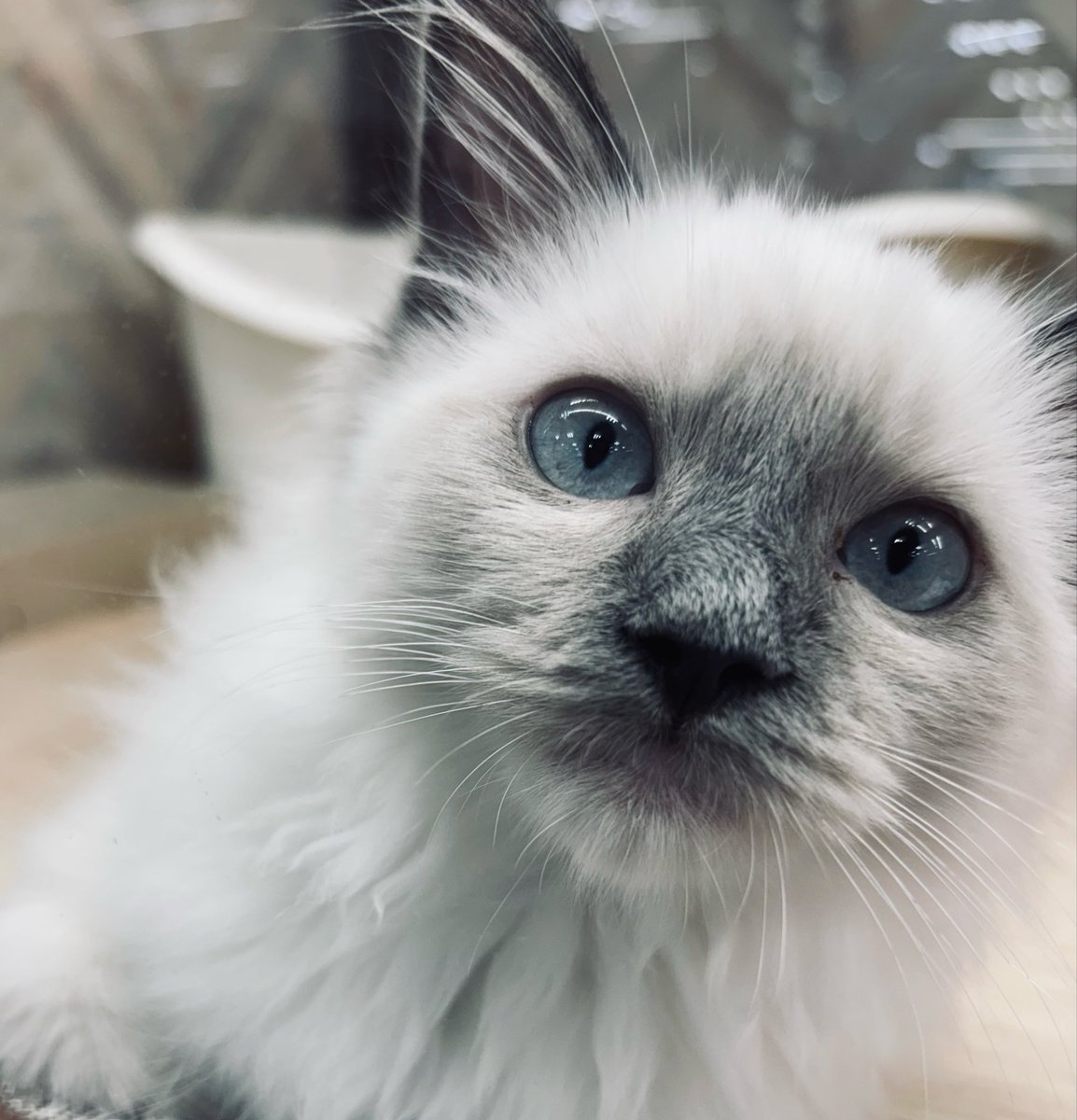 明日
渋谷 R LoungeでDJします！

今回はライブイベの転換DJではないので思いっきり自分！な曲をブチ繋ぐ！！

ロックンロールの悪魔を降臨させてお待ちしてます