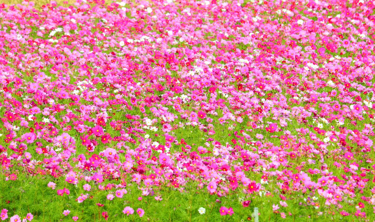 ストロベリー(いちごっち)🍓 (@M6hdlMEoPZeoGmk) / Posts / X