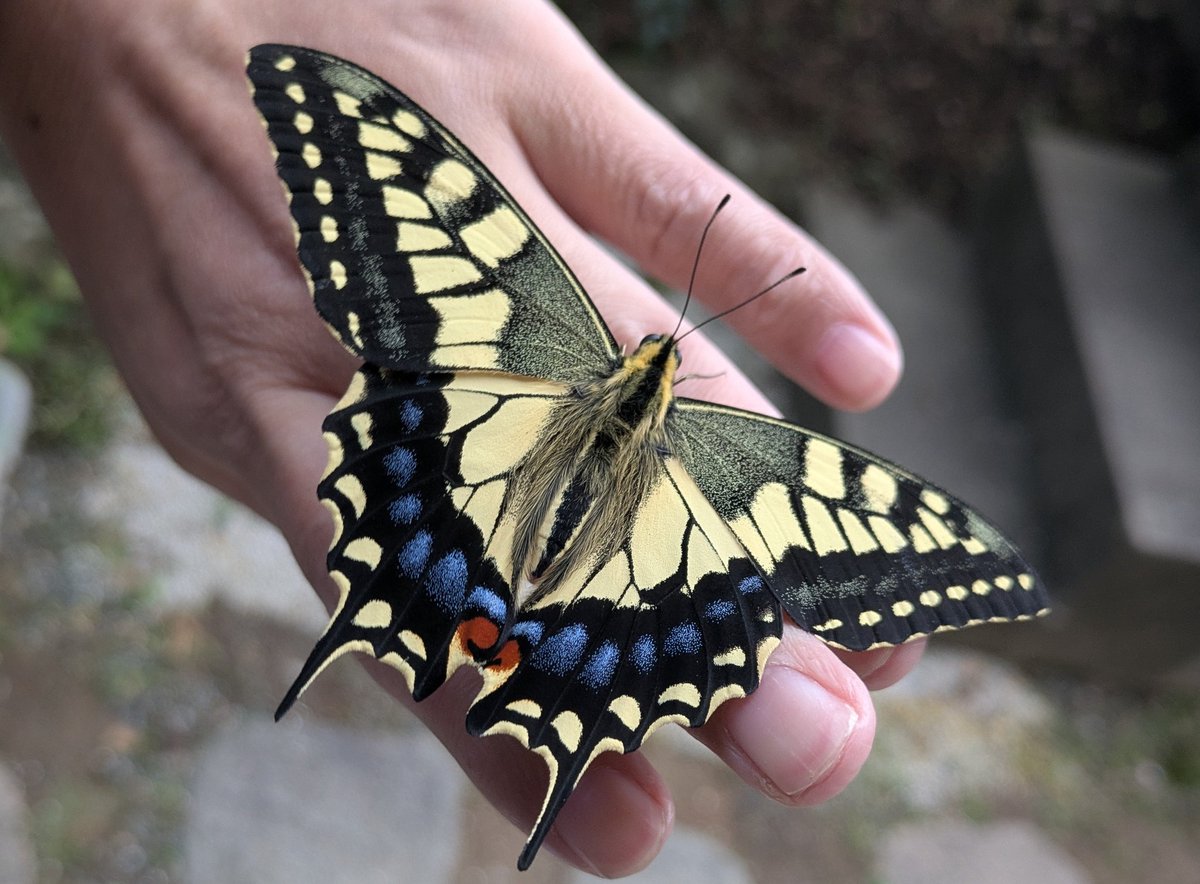 キハゲハ専用、お問い合わせです。パセリ、サイズ、どの位欲しい等、問い合わせ下さい PikKa on X