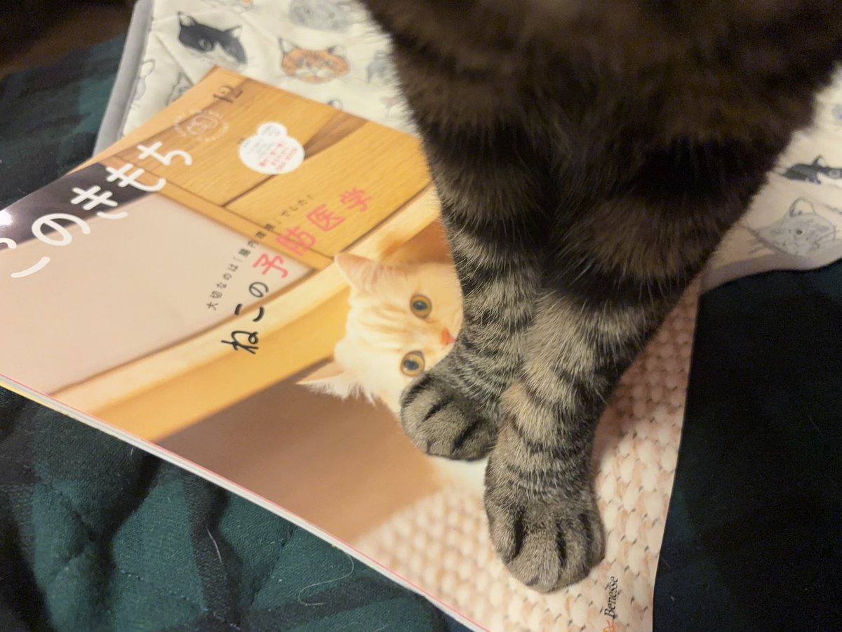 Ramoffle100's tweet image. 本を読もうと置いて離席するとシマシマガードが発動する