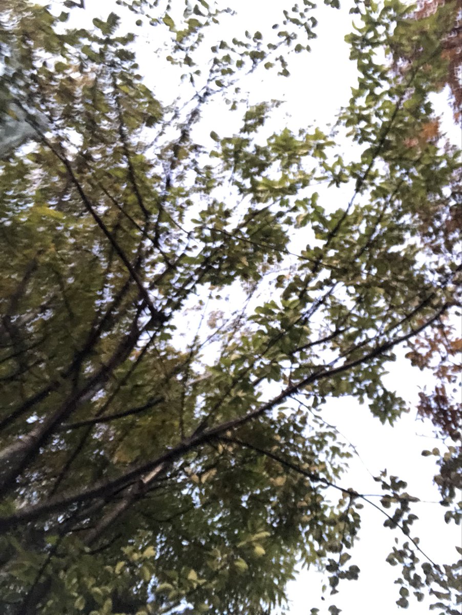 introluv_'s tweet image. 기여븐 나의 포켓몬을 자랑해보고자 합니다