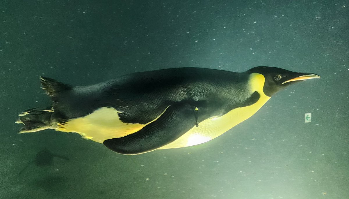 小物 user_d828545d S H I B U Y A ◾️ G A R A G E - Z1000 do mestre