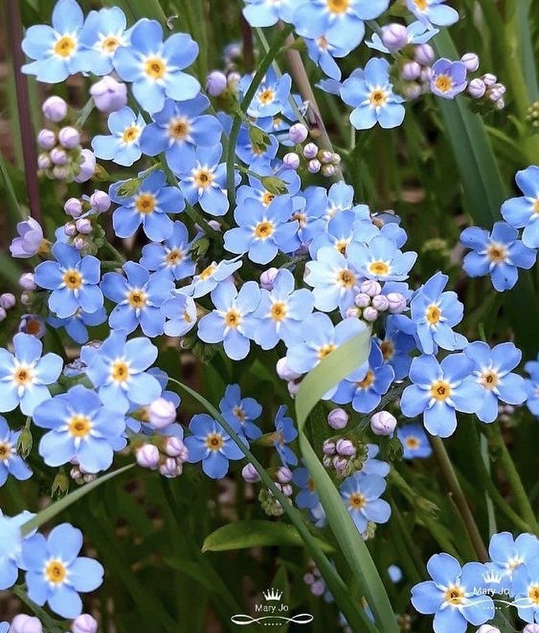 lavieestbelIe's tweet image. Forget me nots