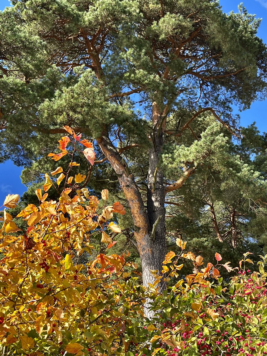 satunurmella's tweet image. #Thursday tree for treelovers
***
#ThickTrunkThursday #tree