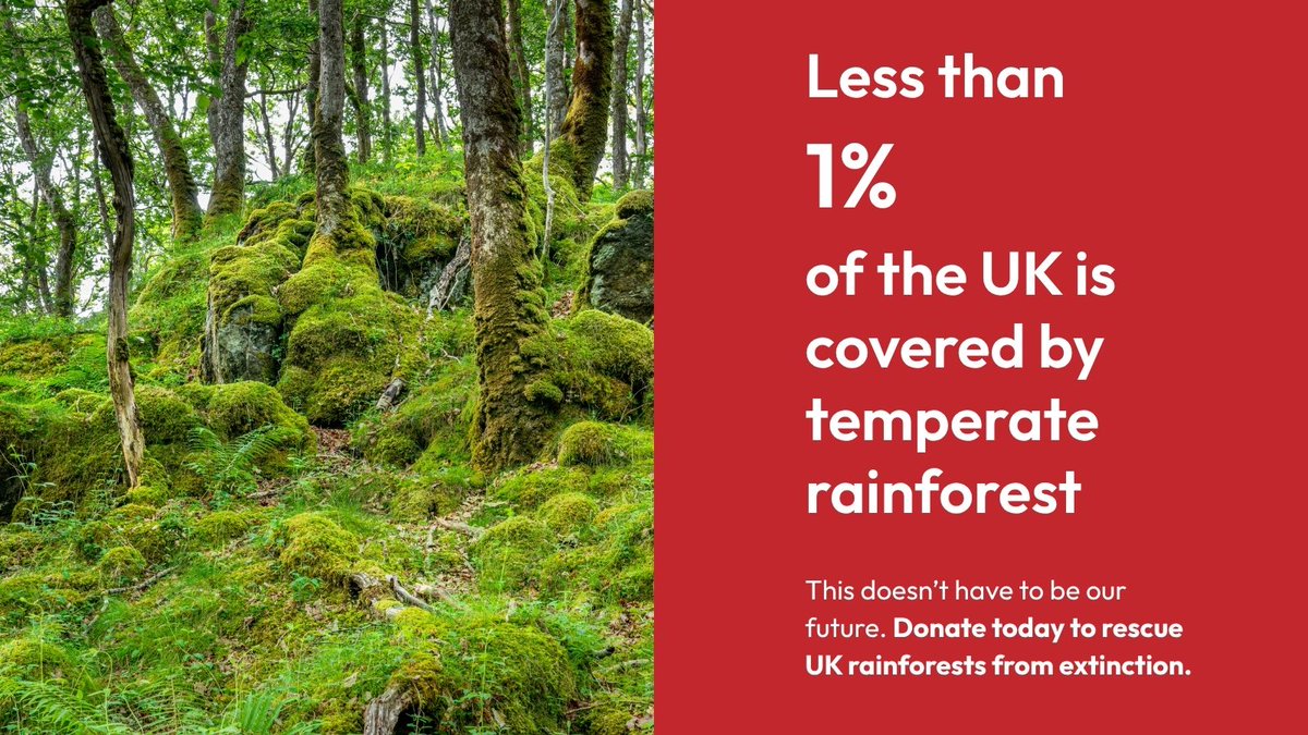 💚 We can change that.

Donate now to help protect the UK’s last rainforests 👉 joinplantlife.org/3J85Q28