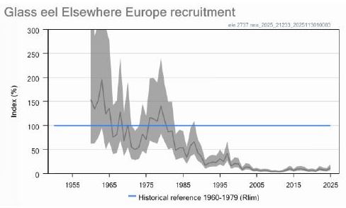 EguzkiEH's tweet image. #Aingira ren egoera “kritikoa” dela berretsi du #ICES en txosten zientifiko berri batek. Hala ere, oraindik bada #angulak arrantzatzen jarraitzeko "eskubidea" aldarrikatzen duenik. eguzki.org/2025/11/05/ain…