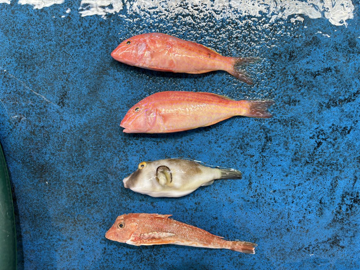 Koto𓆡ふぐぅ (@Koto_pufferfish) / Posts / X