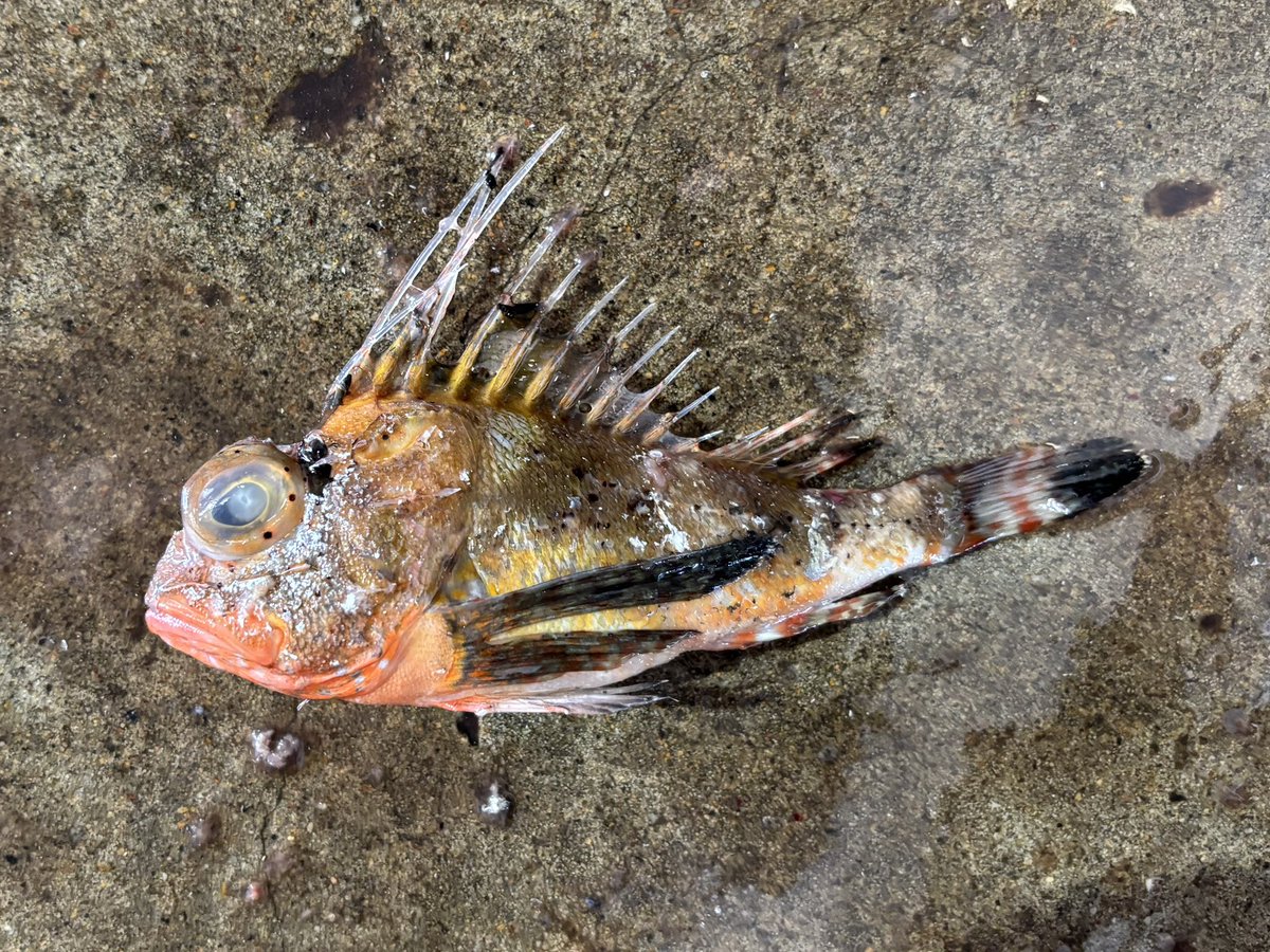 Koto𓆡ふぐぅ (@Koto_pufferfish) / Posts / X