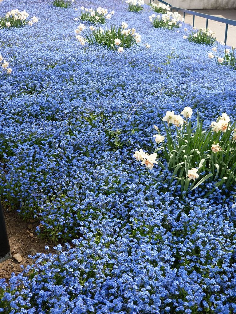lavieestbelIe's tweet image. Forget me nots