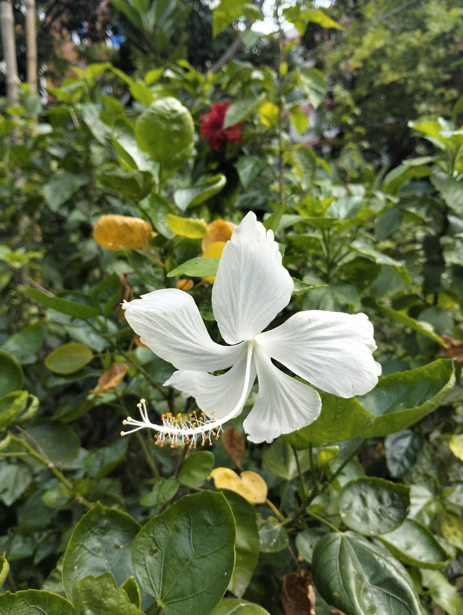 yardenercom's tweet image. Every flower gets the same sunlight.

It’s what they do with it that makes them bloom or fade.

☀️ What are you doing with yours today?

#MorningThoughts #Yardener