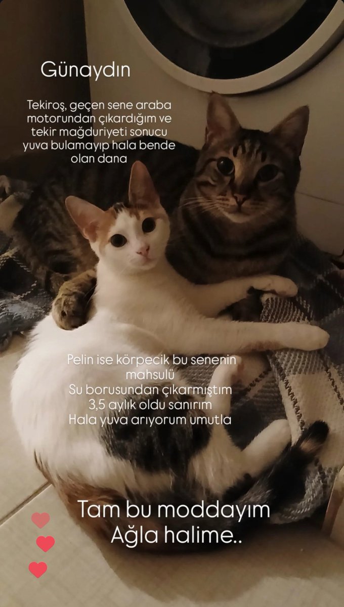 Güno 😐
