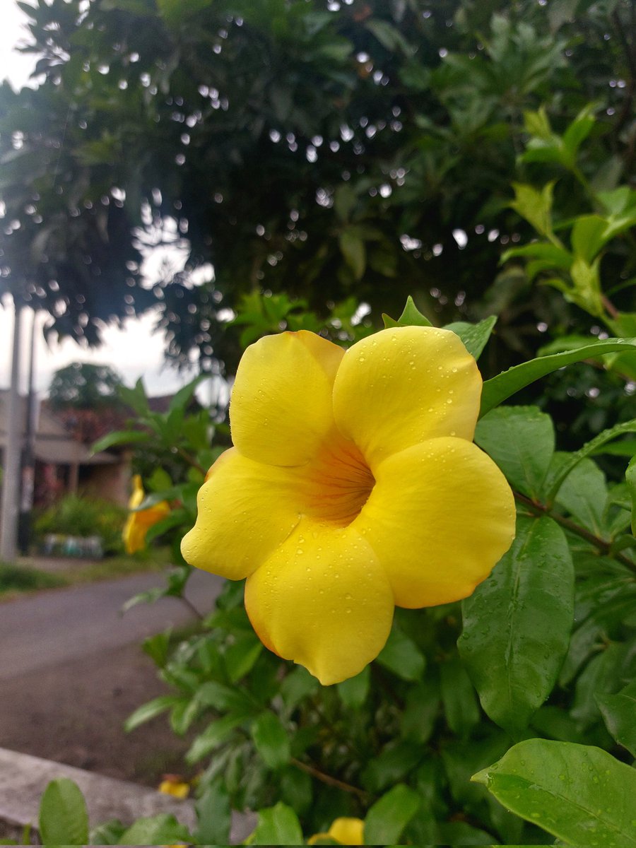 daffodilsss tweet media