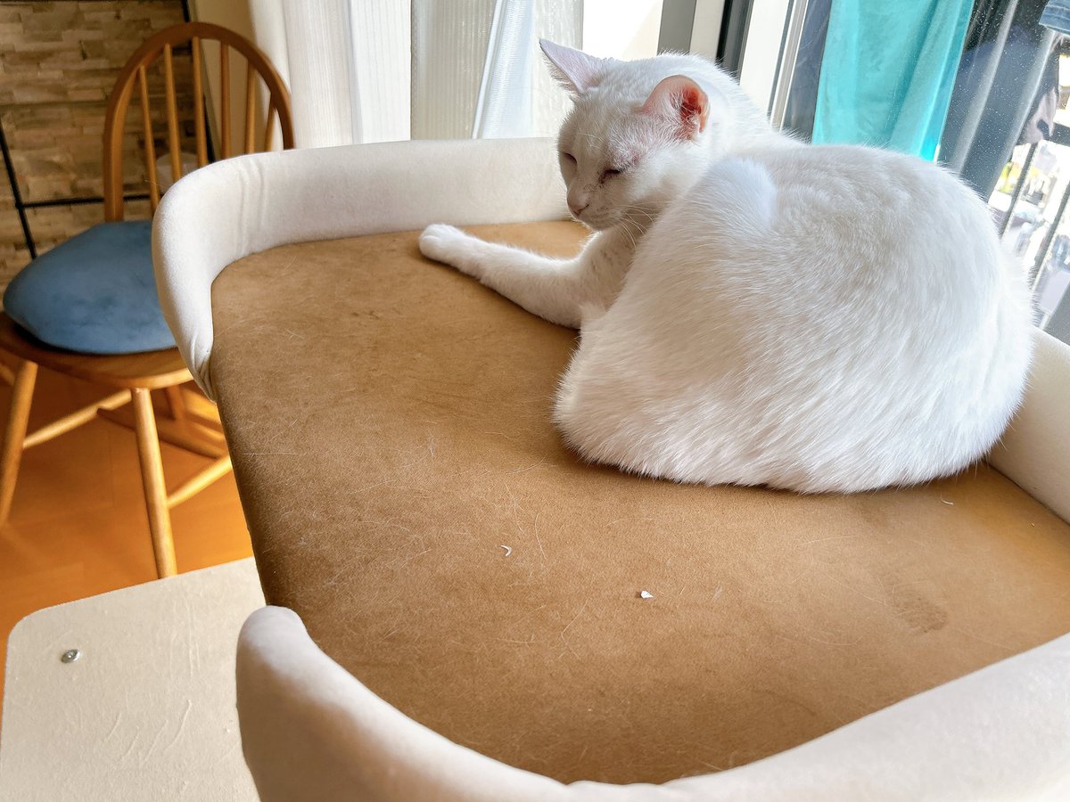 ロリポップ♡ねこちゃん Amazon.co.jp: Amaenbo Neko-chan, White : Toys & Games