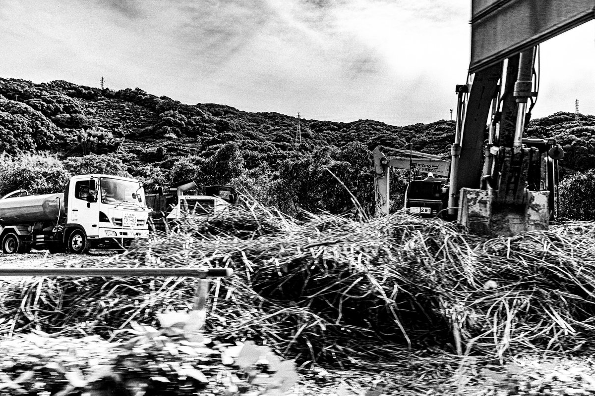 braincellsinapetridish tweet media