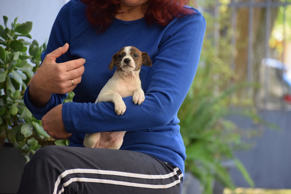 🐶💔 RICO 
Μια μικρή ψυχή που ψάχνει να ακουμπήσει…
Είναι μόλις 1,5 μηνών, μικρόσωμος και λεπτεπίλεπτος, το τελευταίο αδερφάκι της παρέας.
Στο βλέμμα του έχει κάτι που σε σταματά — μια σιωπηλή γλύκα, σαν να σου λέει “μη με ξεχάσεις.” 🥺
Είναι ήρεμος, και λίγο διστακτικός